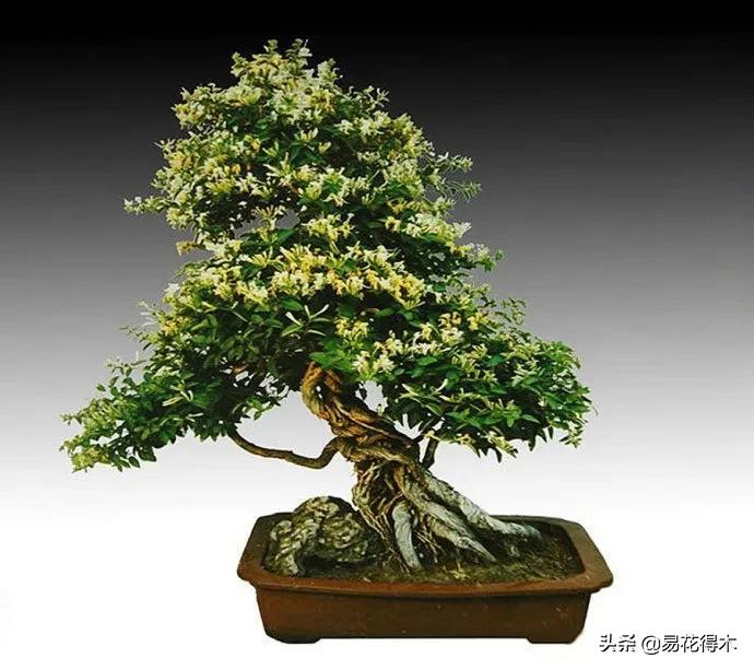 金银花黄叶子有黑斑是怎么回事,金银花现在发黄是啥原因