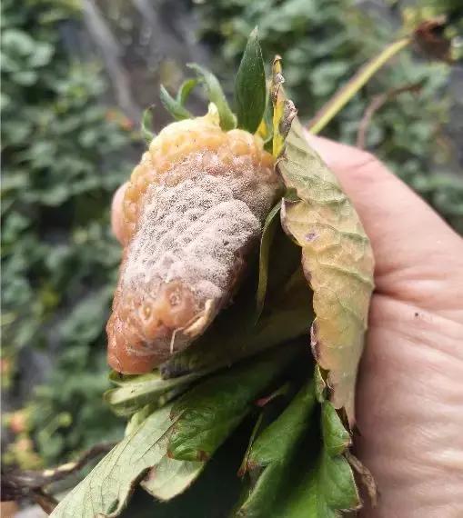 灰霉病的可怕之处——爆发迅速！对付灰霉病有没有好办法