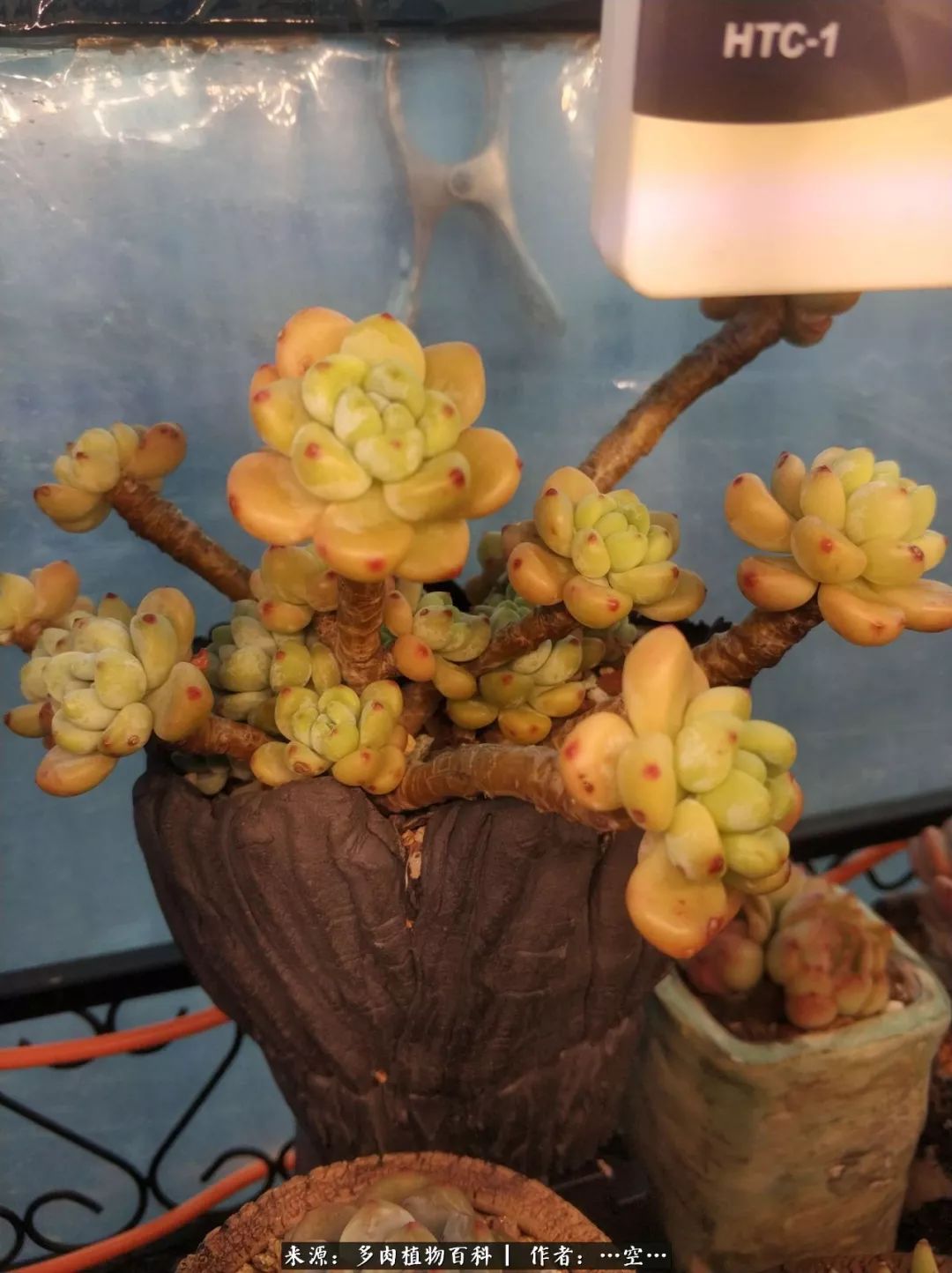 多肉之歌怎么写,多肉之歌