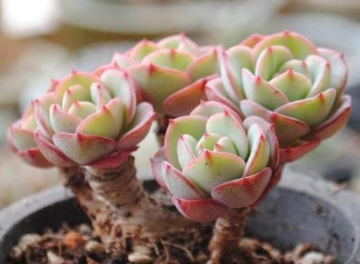 养多肉的禁忌,养多肉的危险