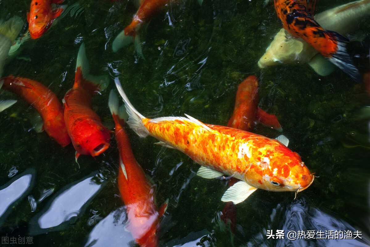 锦鲤生病需要隔离吗,锦鲤有病了需要停食吗