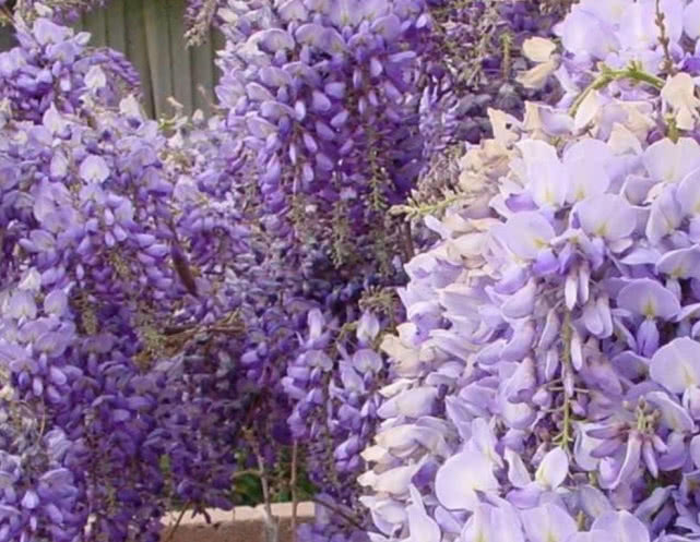 紫藤花盆栽阳台如何种植,紫藤花树什么时候种植好呢