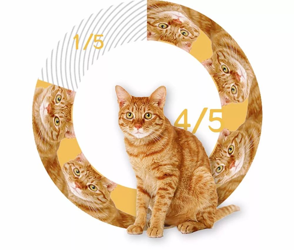 猫圈玄学，十橘九渣
