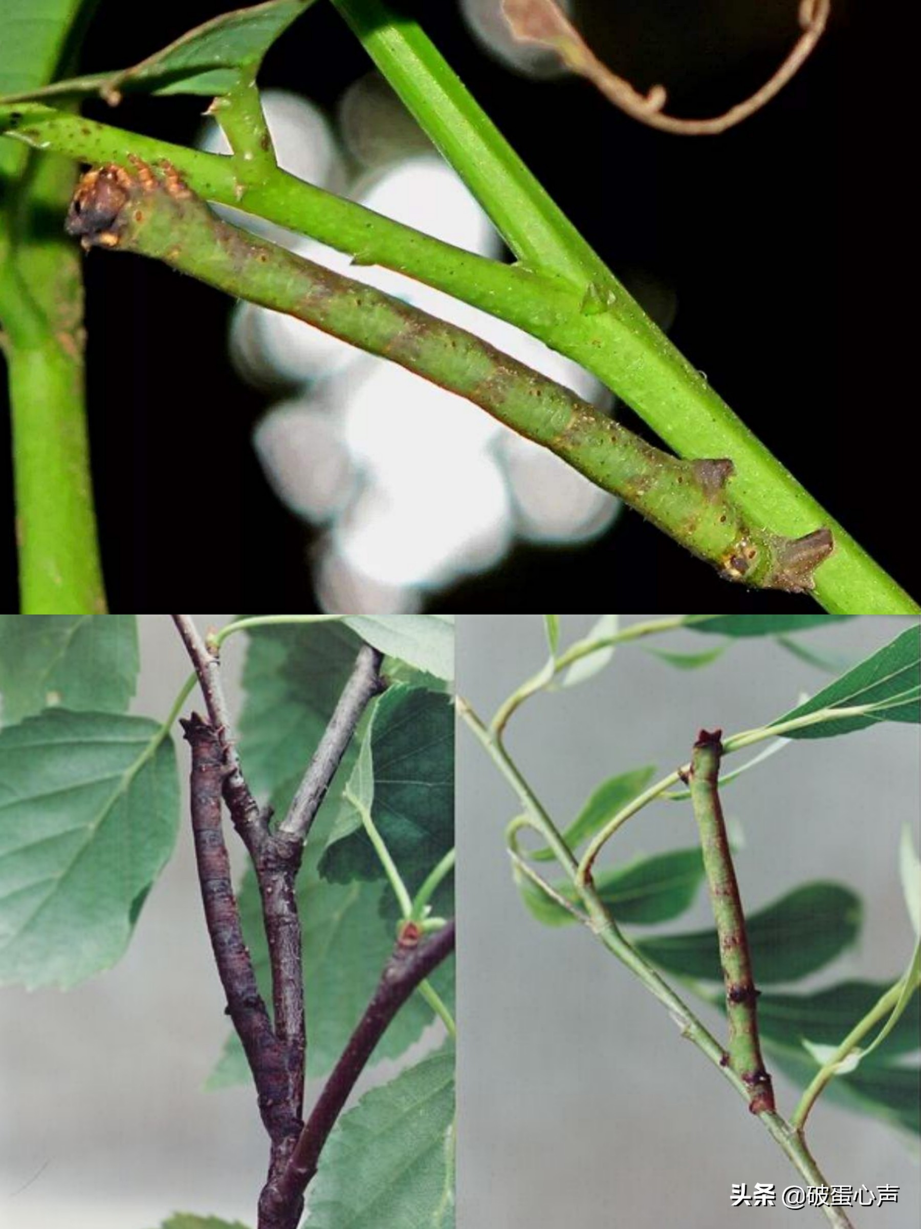 用皮肤看“视界”？谁说不可能，“变色专家”桦尺蠖自有小妙方