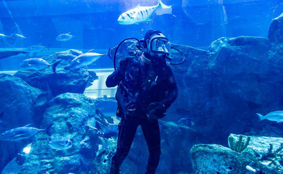 迪拜喷泉旅游攻略,迪拜水族馆游玩攻略