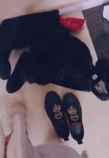 养狗真实感受图片,养狗真实的感受