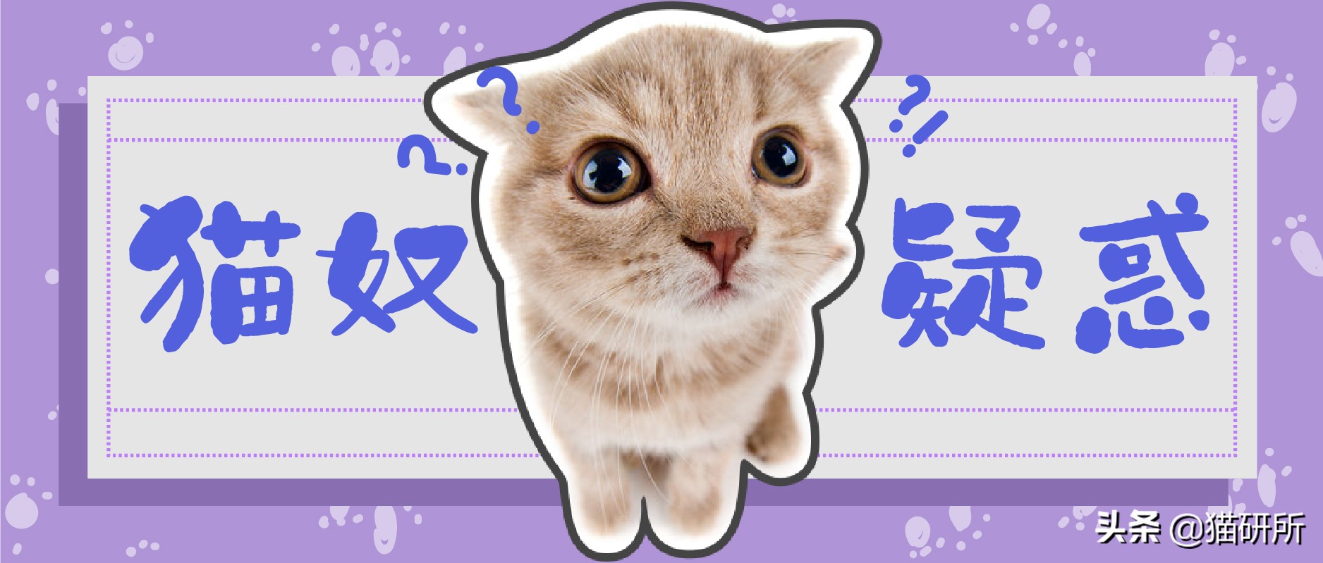 猫咪弓形虫对猫的危害,猫奴弓形虫