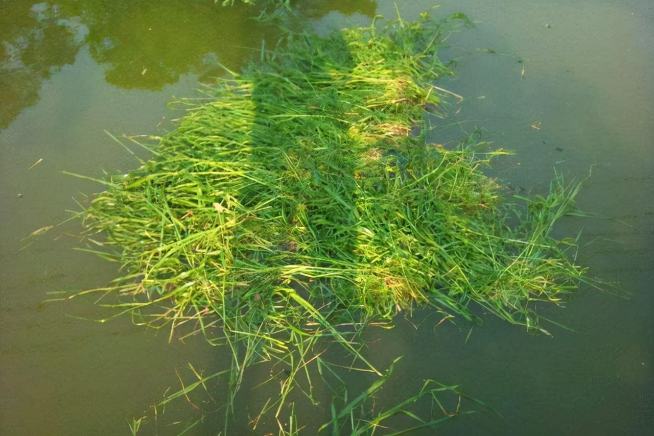 鱼塘草鱼密度少冬季如何钓草鱼,野钓大草鱼最佳时间和深度