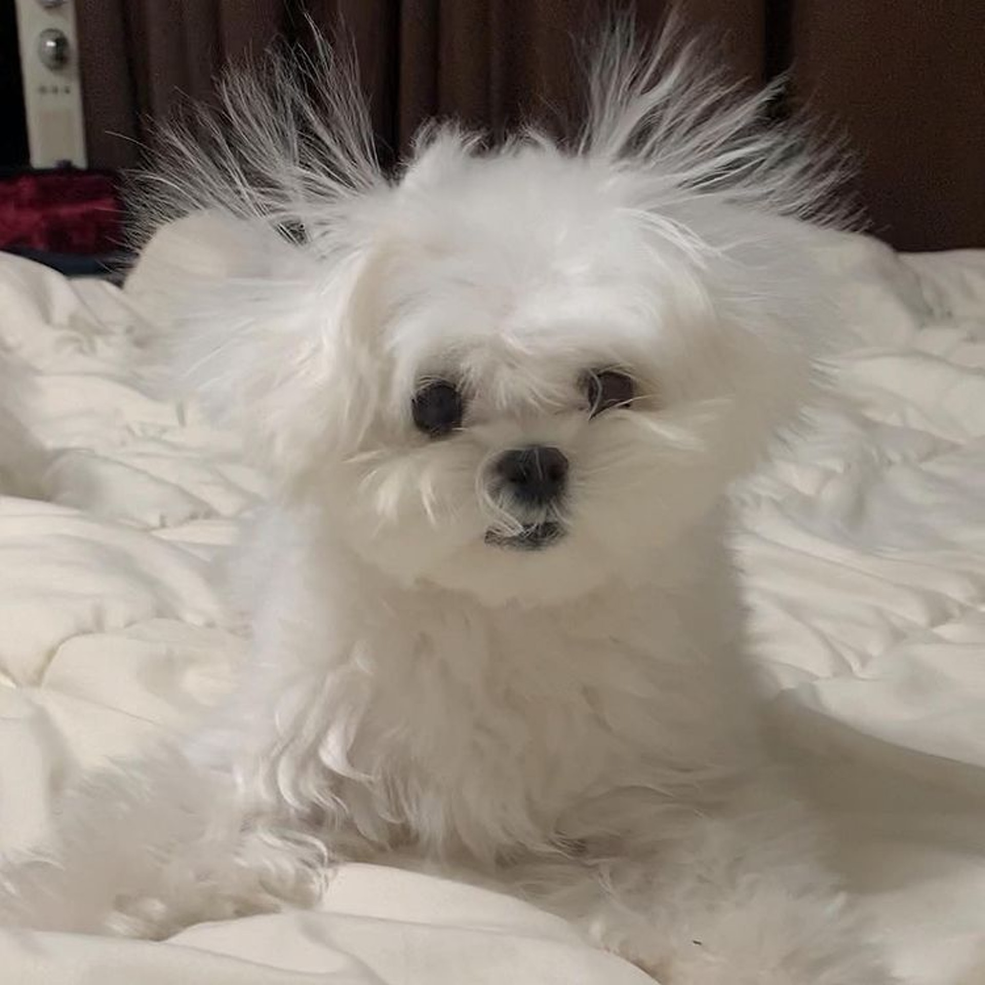 狗狗睡醒突然坐起来视频,狗狗睡醒兴奋突然昏倒