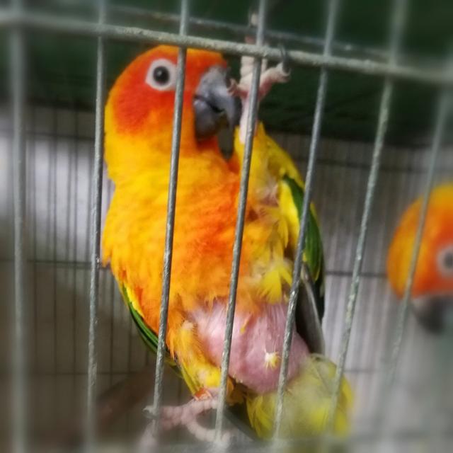 小鹦鹉刚出生该怎么办,鹦鹉幼崽肚子大怎么办