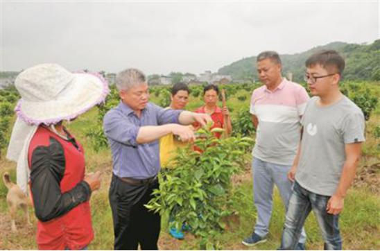 橘子被霜冻伤之后怎么修剪,橘子受冻怎么办