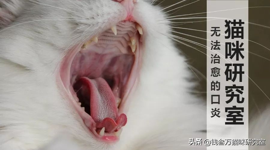 猫口炎的介绍,猫口炎病因
