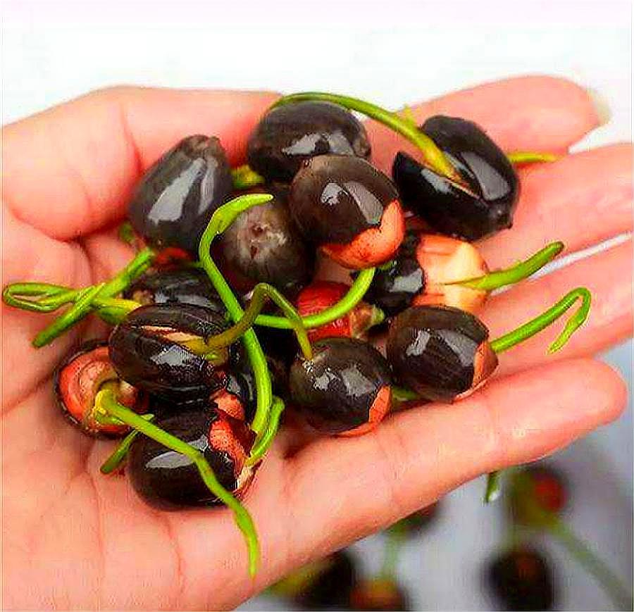 碗莲种子怎么养才能开花,碗莲种子种植全过程视频播放