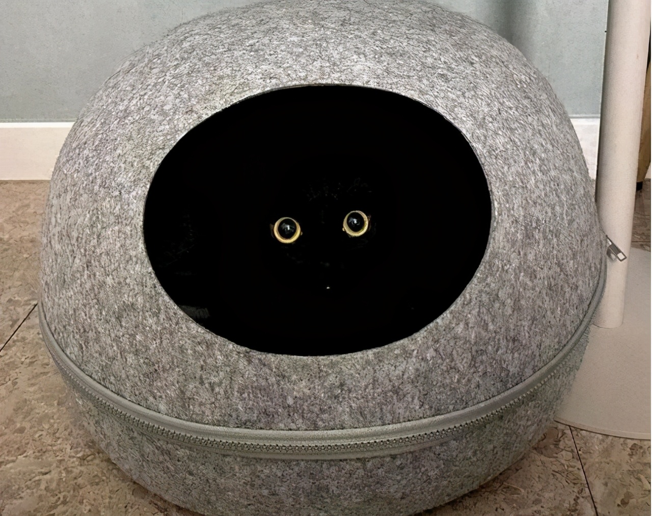 英国短毛猫的5大缺点饲养需谨慎,英国短毛猫怎么养需要关注什么