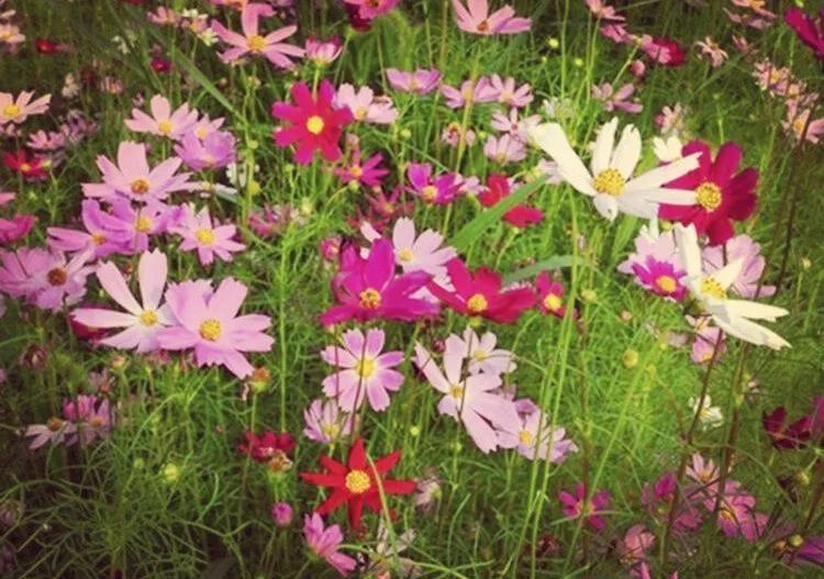 大东山春天的风景,大东山的秋天
