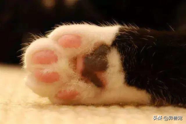 猫咪的日常护理知识,猫咪的日常生活