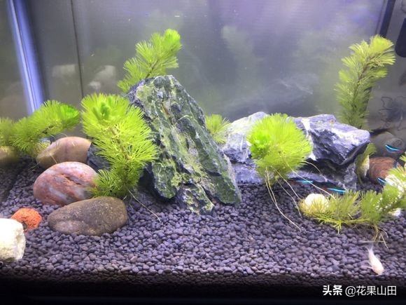 鱼缸养水草有绿苔怎么办,观赏鱼鱼缸里的石头