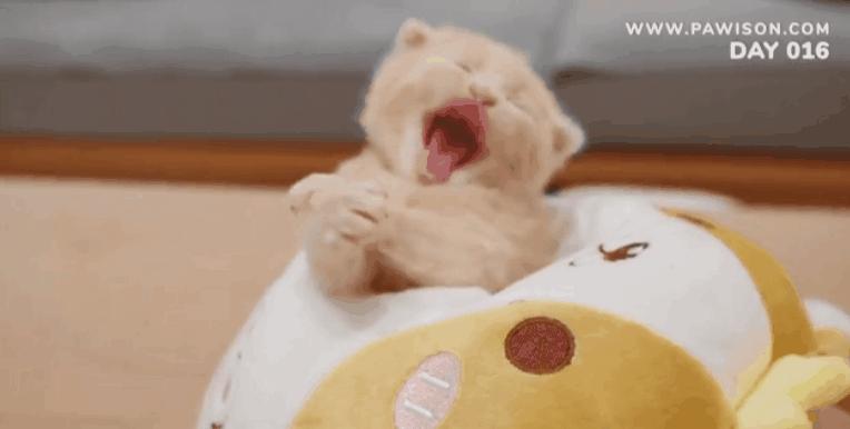 国家一级保护野生猫,国家一级保护哺乳动物名单