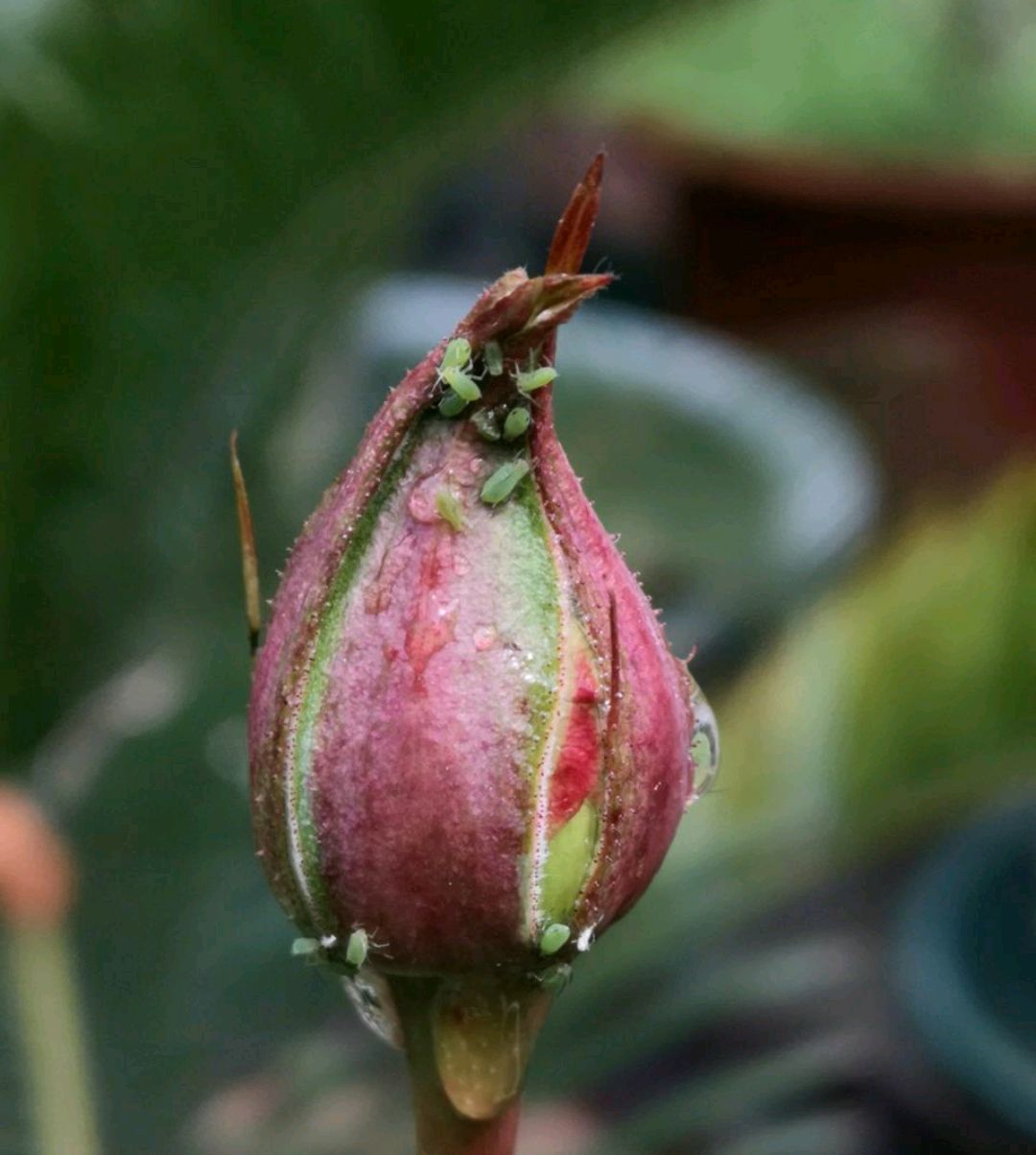 月季花长了虫子怎么处理,月季花上有绿色的小虫子怎么处理