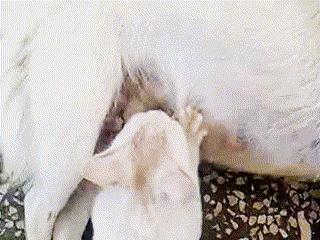 是不是有的猫不会踩奶啊,一般会踩奶的猫都是小猫吗