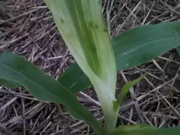 玉米苗后除草剂药害怎么解,玉米苗后除草剂药害特征
