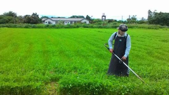 花生种植新手入门教学视频,花生种植技术小视频