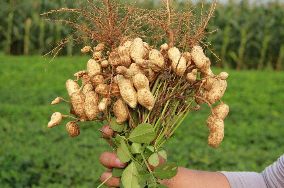 磷酸二氢钾讲解,最全磷酸二氢钾使用技术