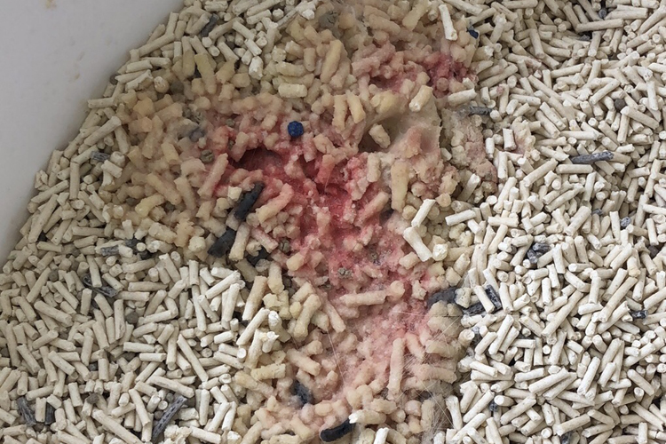 猫咪尿血了怎么自救,猫咪尿血的直接解决方法