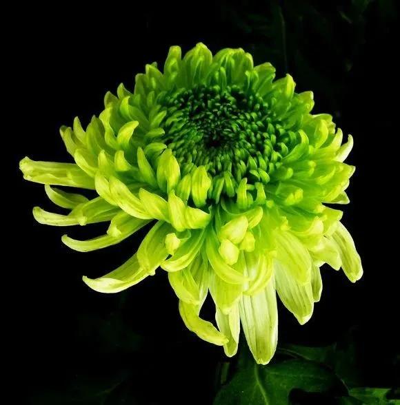 喜欢菊花有啥说法吗,喜欢菊花的人多吗