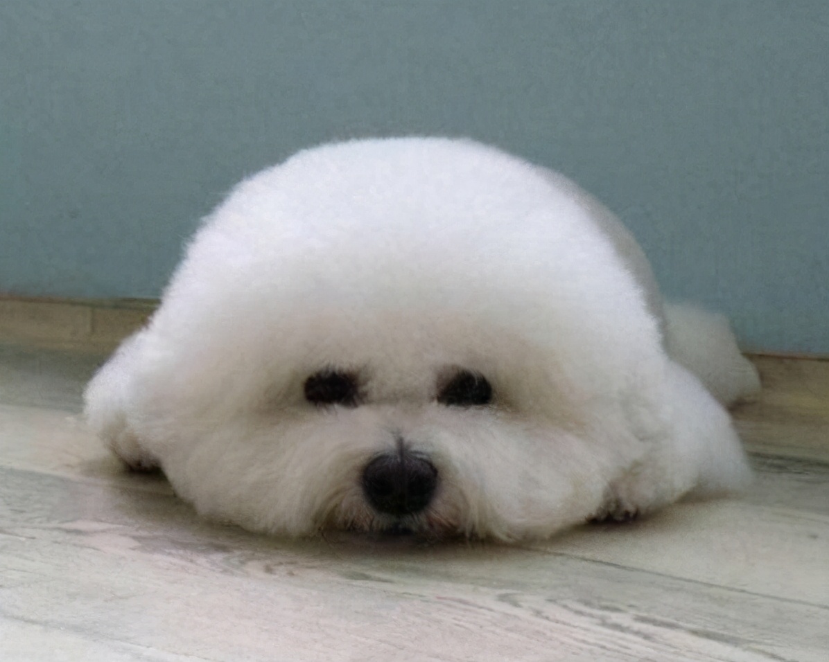 比熊犬喜欢咬主人手怎么办,比熊犬为什么爱咬人