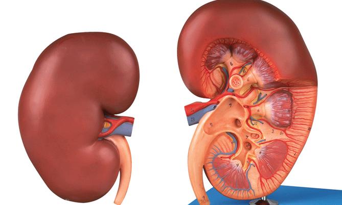 急性肾炎是什么菌感染,急性肾炎是什么病菌导致的