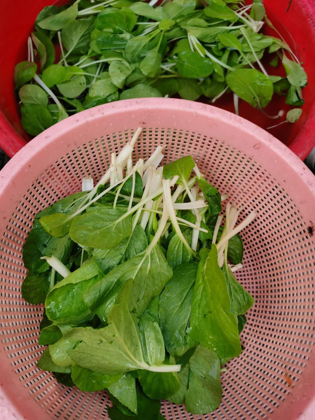 剩白粥做法,剩的小米粥做鸡蛋饼