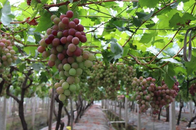 葡萄不够熟怎么办,葡萄增加甜度最佳方法