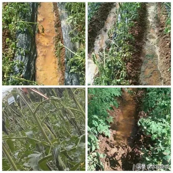 露天番茄连续阴雨天怎么办,连续阴雨天西红柿大棚如何管理