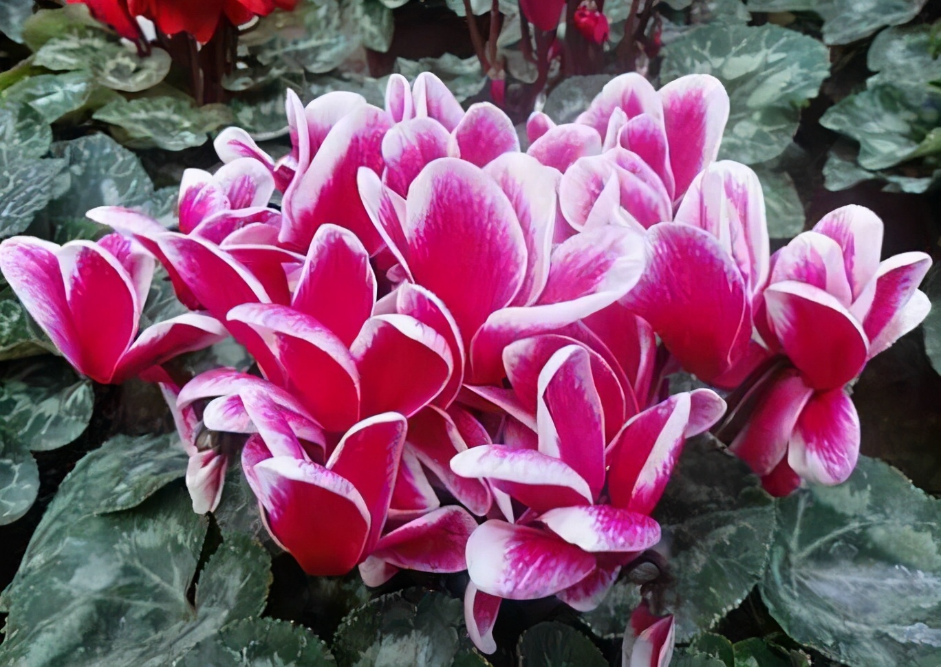 仙客来萎蔫倒了怎么办,仙客来开的花萎蔫倒伏是什么原因