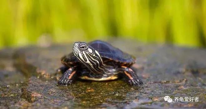 龟类怎么预防水霉病,龟得水霉怎么治疗