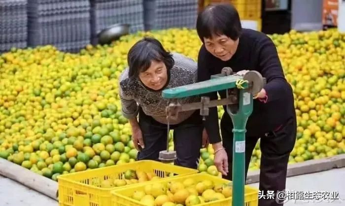 柑橘行情下滑,柑橘行情不好时如何卖农药