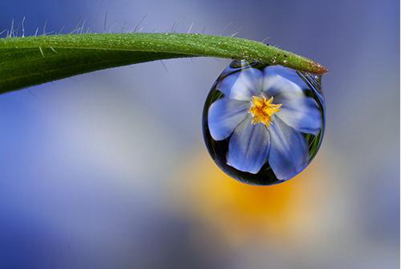 拍摄水滴花技巧,水珠花微距拍摄技巧
