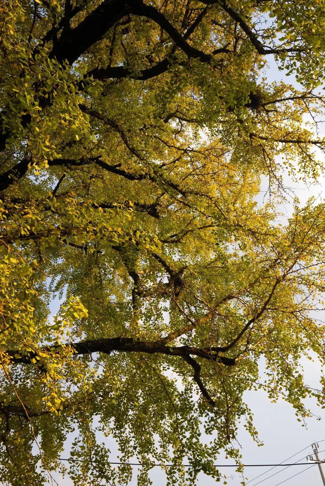 满地尽是黄金叶！来余杭及周边这几个地方，享受限定的初冬浪漫吧