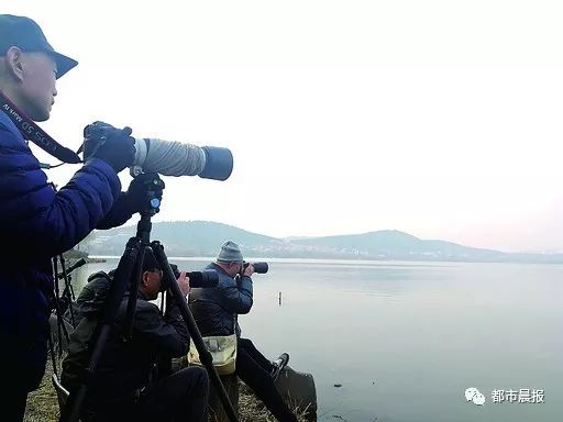 云龙湖候鸟,候鸟南迁与云龙湖美丽邂逅