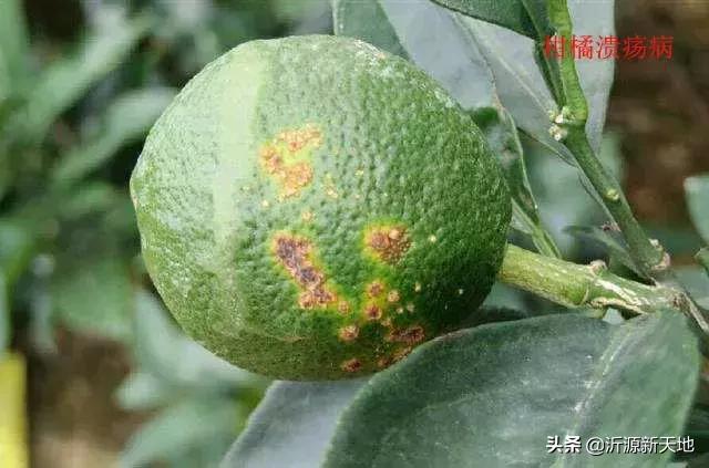 真菌细菌病害区别,作物真菌和细菌识别方法