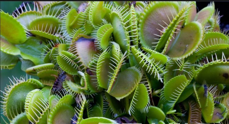 驱蚊草的养殖方法与技巧,养花除虫小妙计视频教程