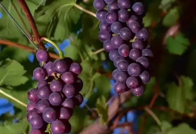 神农葡萄庄园基地,神农葡萄庄园