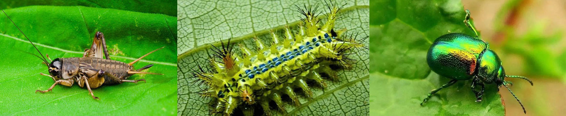 上海闲话嘎三胡──老底子小龙虾交关笨