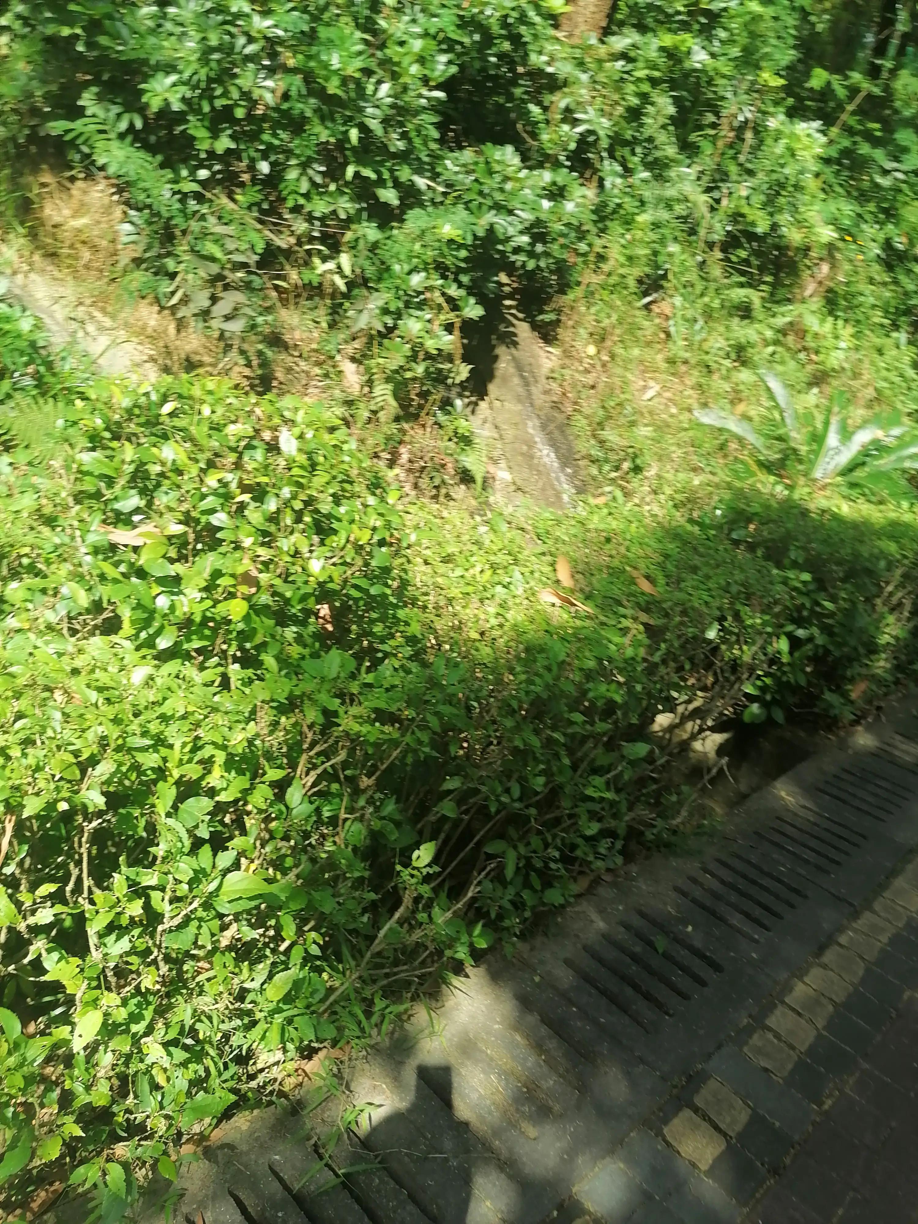 深圳龙华绿道风景区,深圳大浪绿道全景图