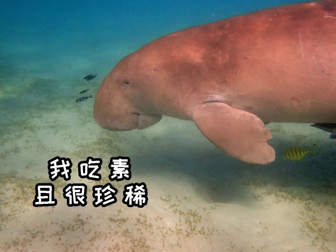 你知道的美人鱼的故事,你见过真实的美人鱼吗