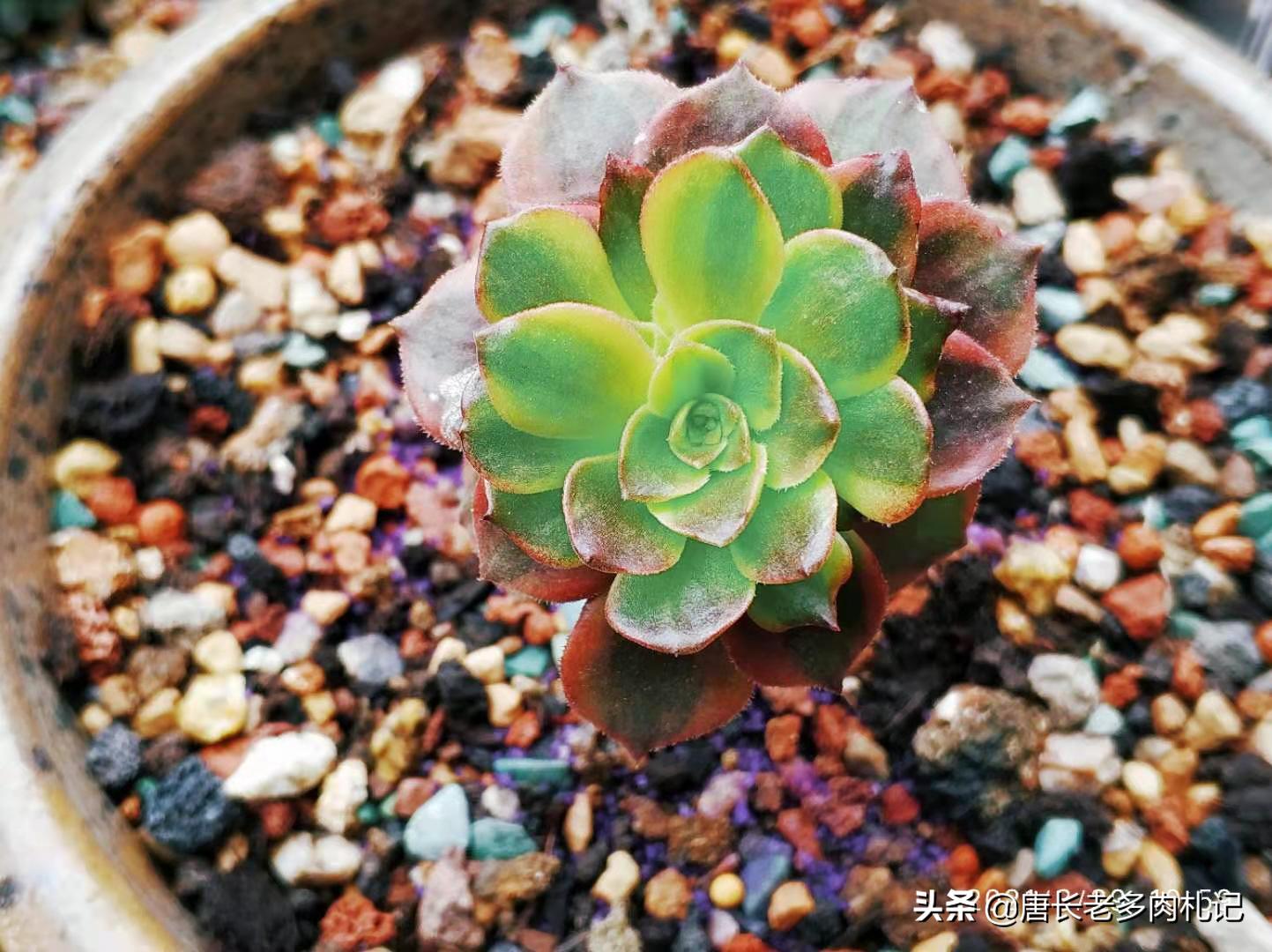 多肉法师掉下来的分枝,多肉法师剩下一个杆怎么办