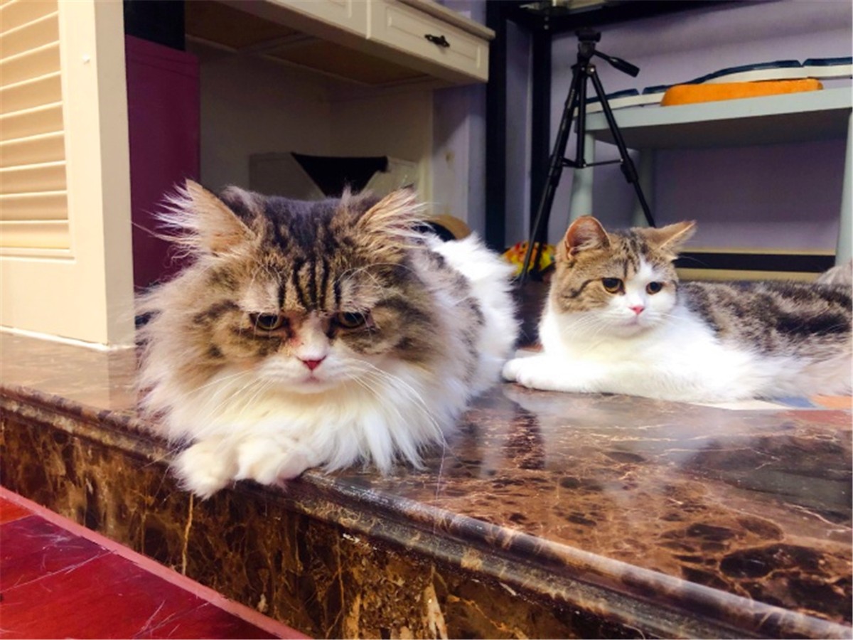 猫咪深度睡眠姿势,猫咪怎样睡觉才说明放松警惕