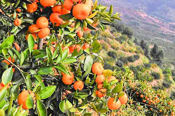 蜜桔积压面临腐烂,广西蜜桔滞销现状