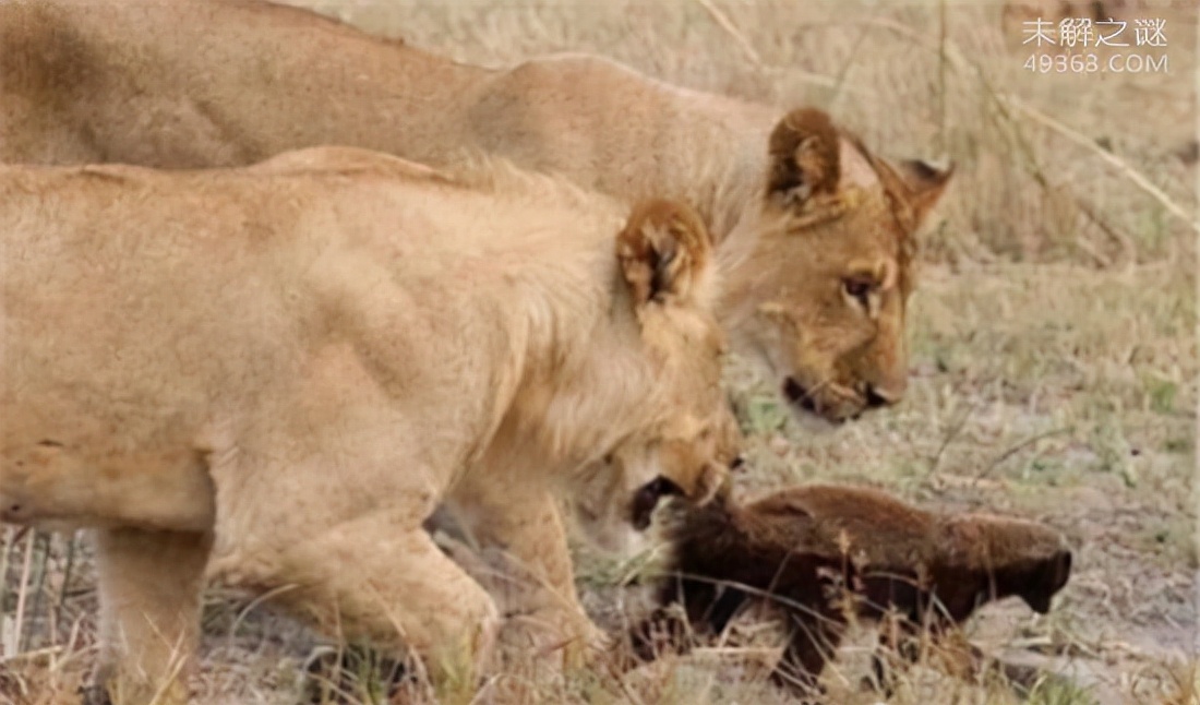 蜜獾平头哥和科莫多巨蜥,平头哥蜜獾为什么不怕蛇